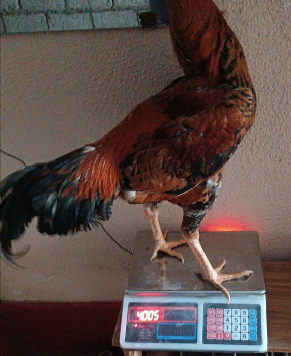 Dakan дакан xoroz tozza par