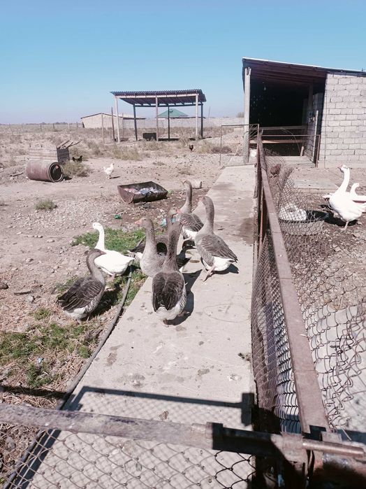 Продам гусей есть два вида