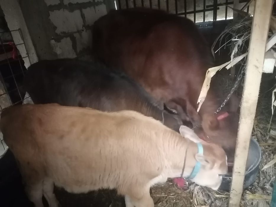 De vânzare o junică și doi viței