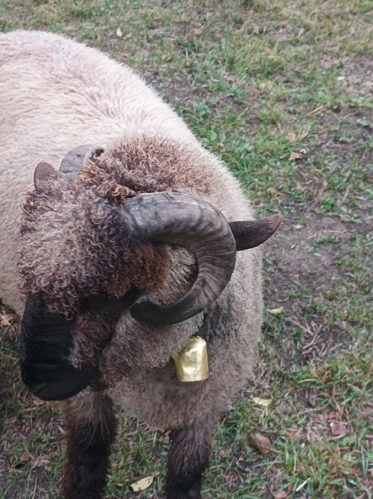 Vând oi si berbecuți din primăvară