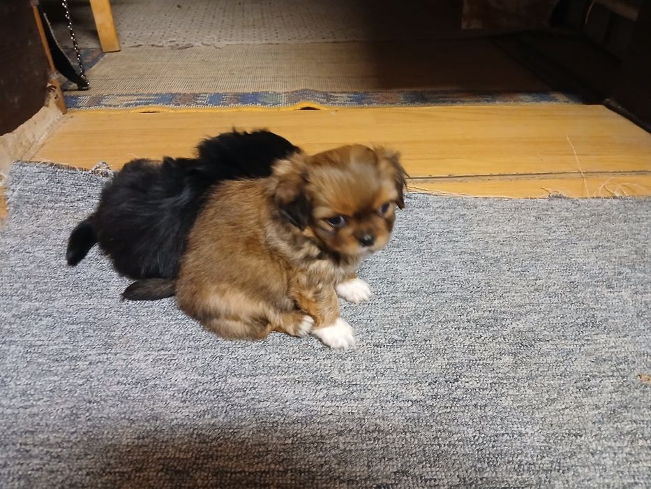 Donez căței pechinez,deparazitați,de 2 luni,doi băieți,și o fetiță.