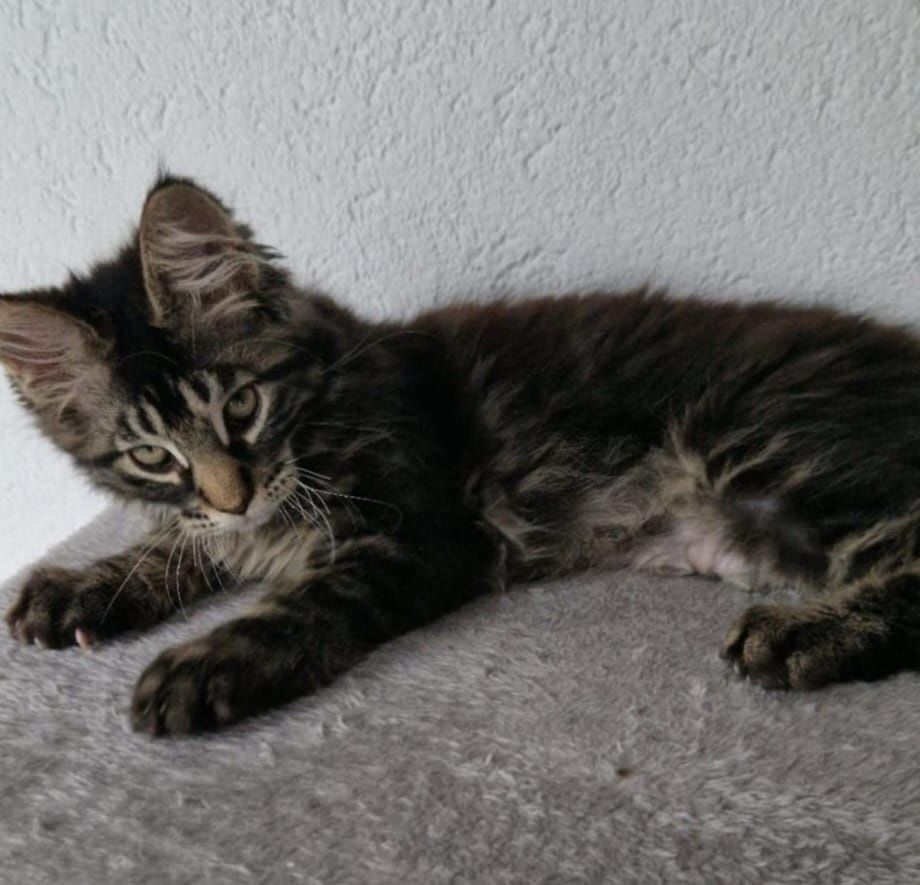 Pui pisica Maine Coon