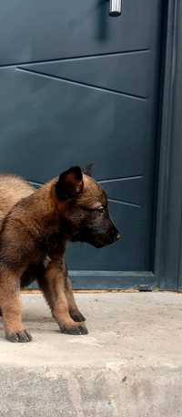 Ciobanesc belgian malinois