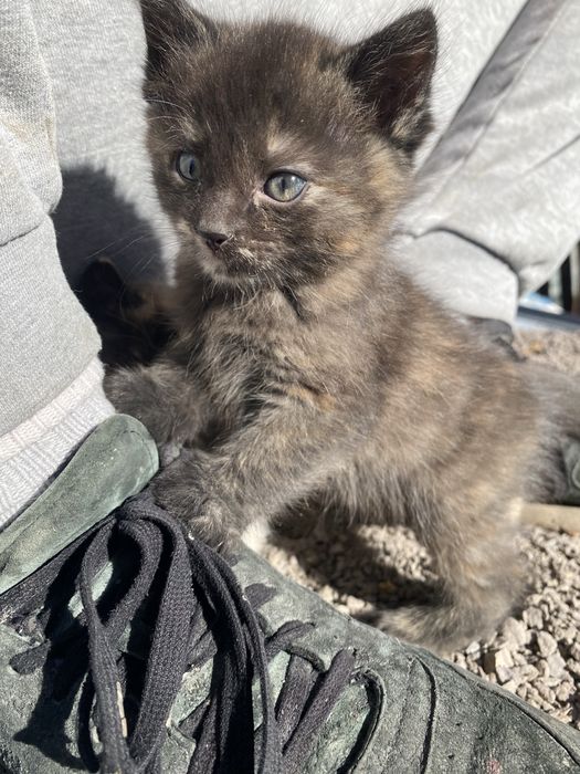 Отдам котят в добрые руки