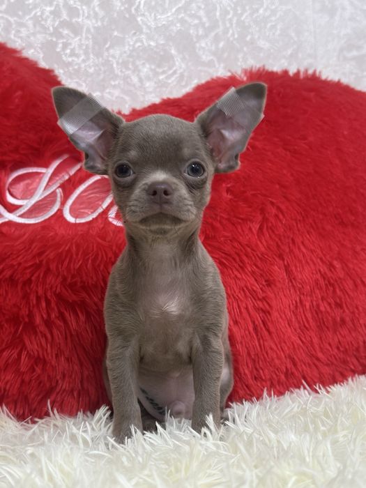 Мальчишка в дорогом лиловом окрасе