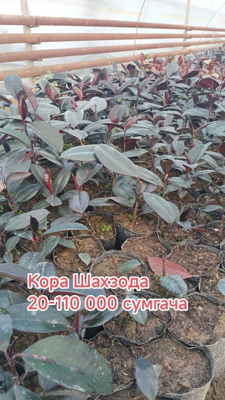 Гуллар. Хона ва Уй гуллари