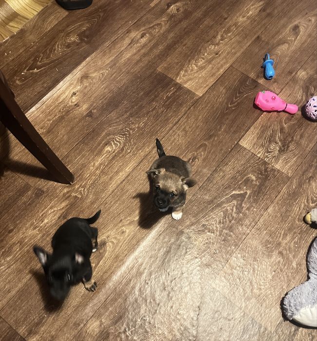 Чихопинчер бебета