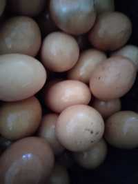 Gaini tinere in productie de oua