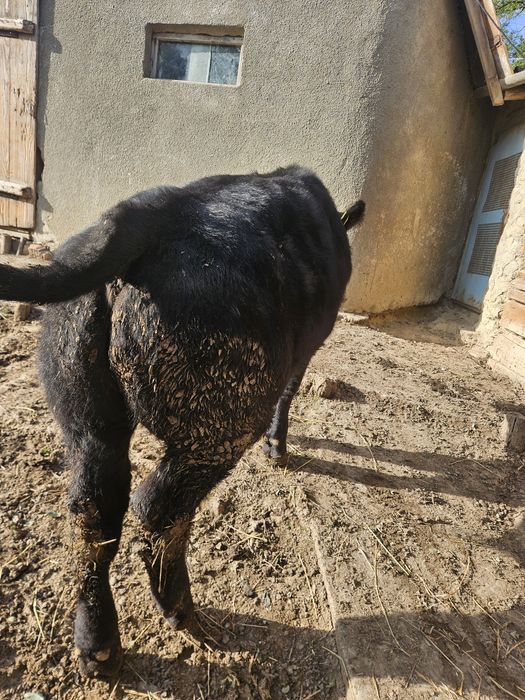 Vițel angus de vânzare