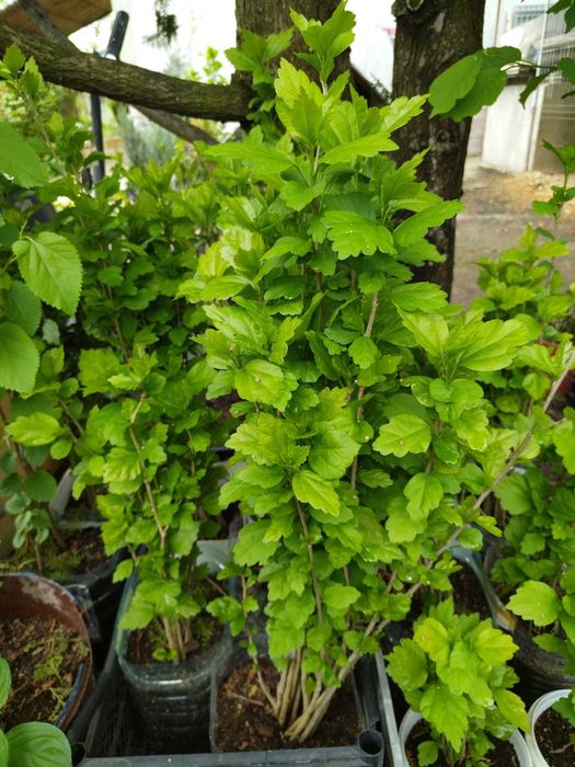 Hibiscus Syriacus- Trandafir de gradina