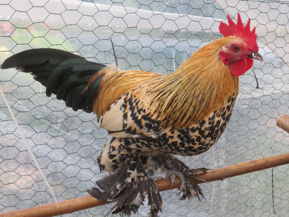 Mii de flori lemon (galben citrin portelan)