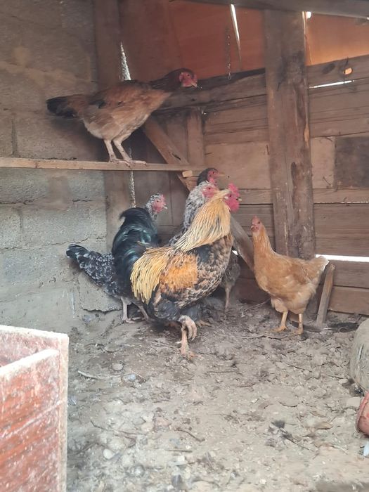 Куры хорошие 5 куры 1 петух 1 куланкр