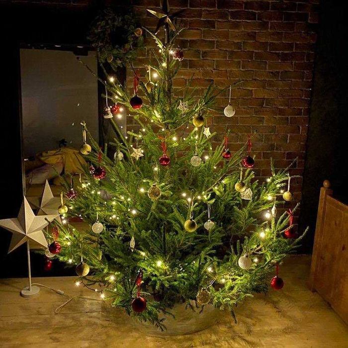 Новогодние елочки живая ель с доставка живых елок, Елка в горшке живой