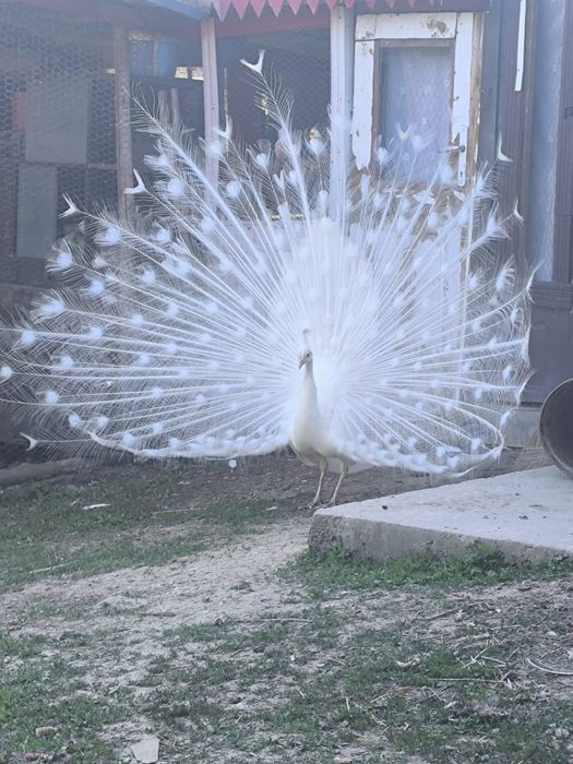 Vănd sau schimb păun Alb