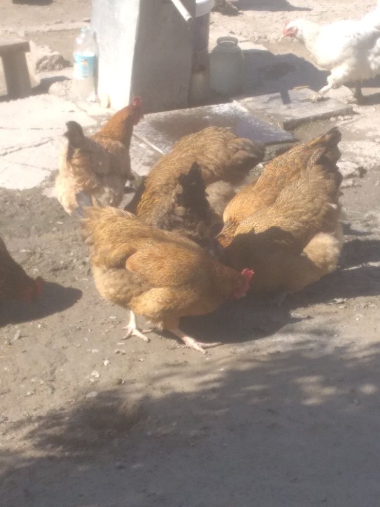 Продам цыплят 1мес, цена 1300тг есть кури цена4000тг