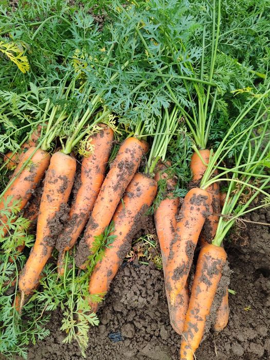 Radacinoase, Morcov, Țelină, Varză