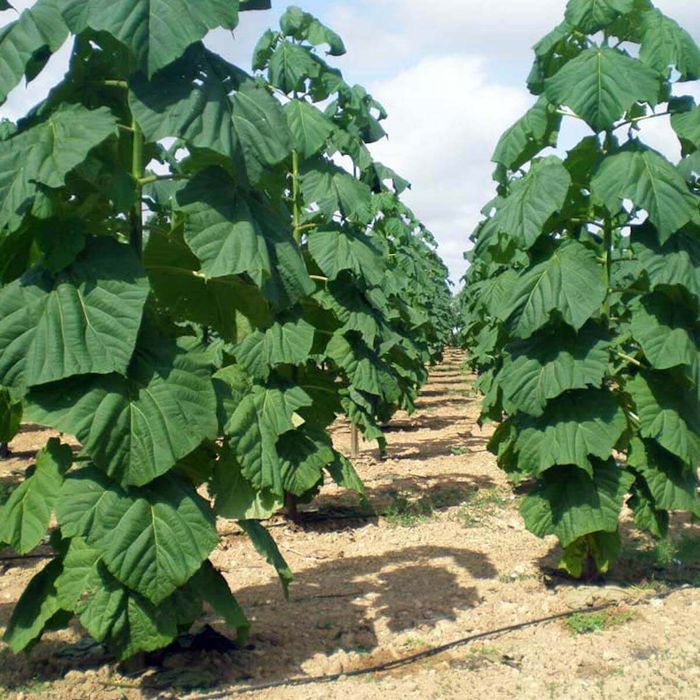 Vând paulonia la ghiveci și vita canadiana