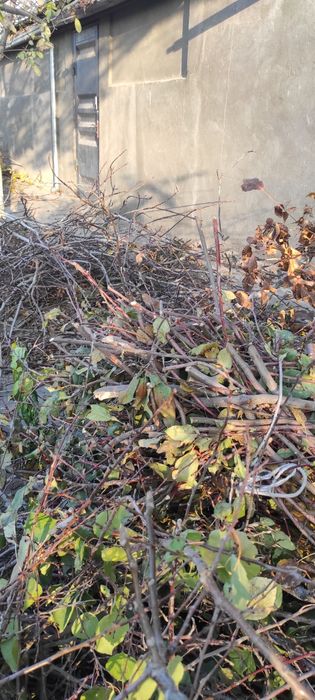 Ótin tekin daraxt ótini