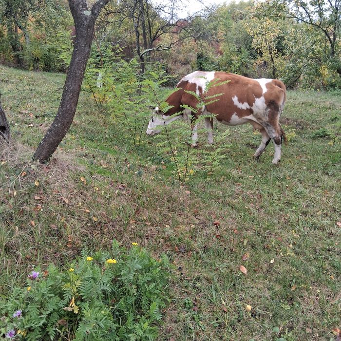 Vând vacă de lapte