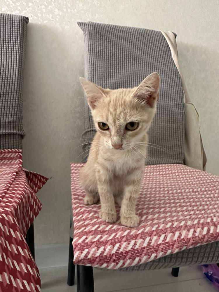 Котенок девочка бесплатно в добрые руки
