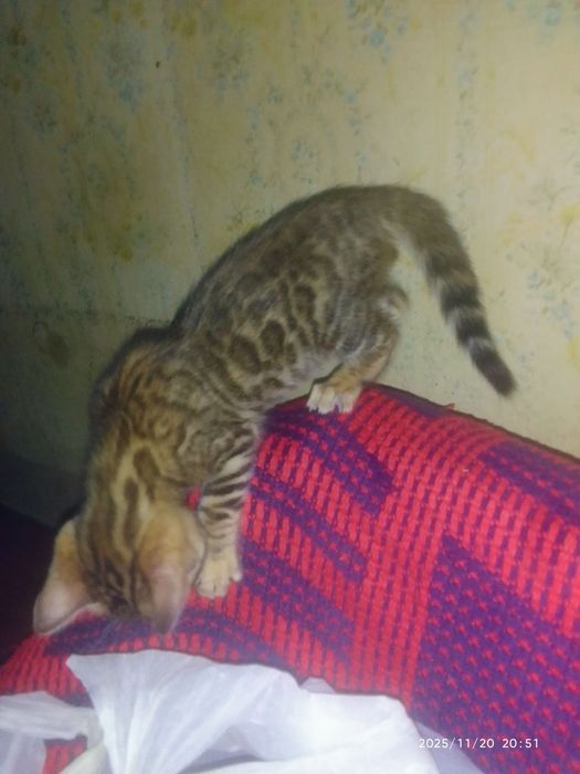 Чистокровные бенгальские котята.