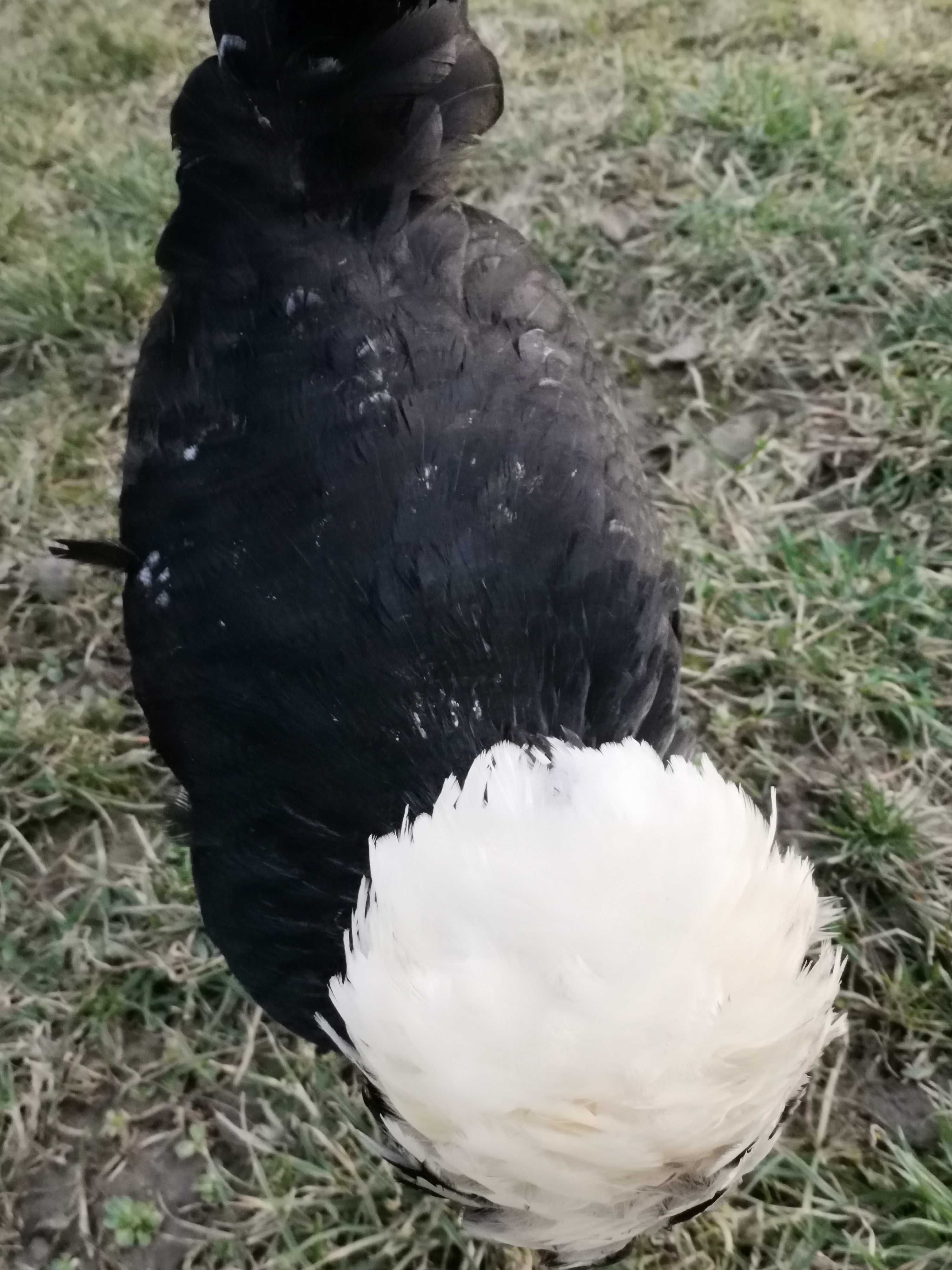 Ouă de Moțată olandeză pentru incubat