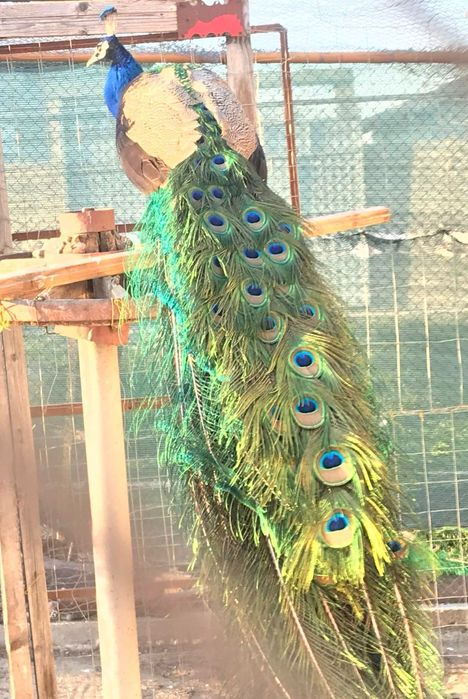 5 Пауна 2 женски и 3 мъжки