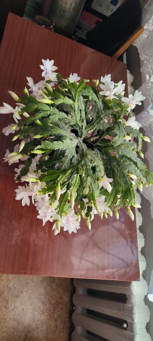 Декабрист цветок