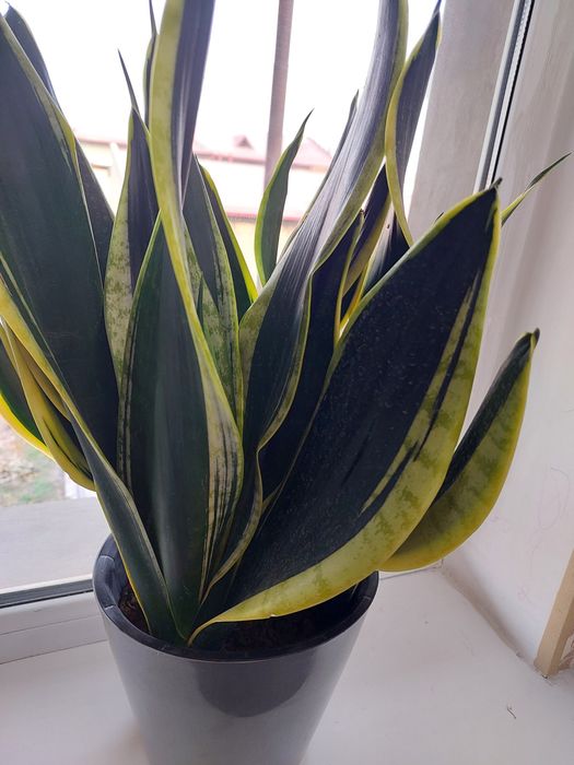 Сансевьерия голд