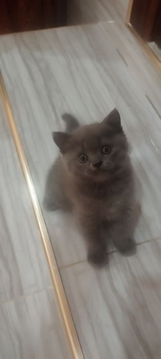 Продается котенок, порода Шотландский
