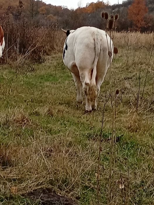 Taure de vânzare,90 de milioane negociabil