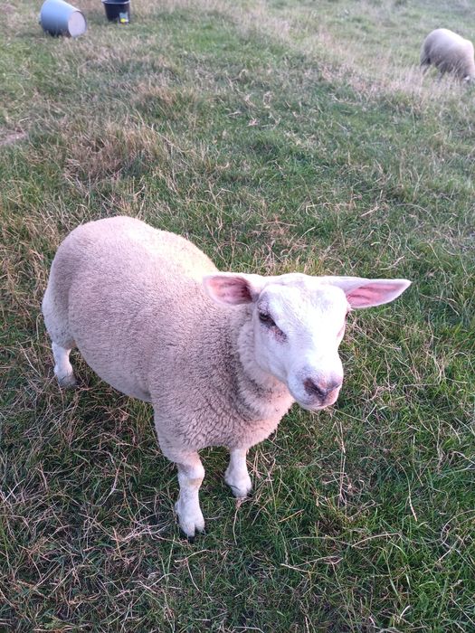 Berbecuț mielute texel