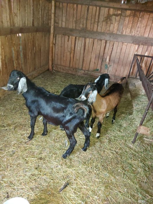 Vand familie anglonubian