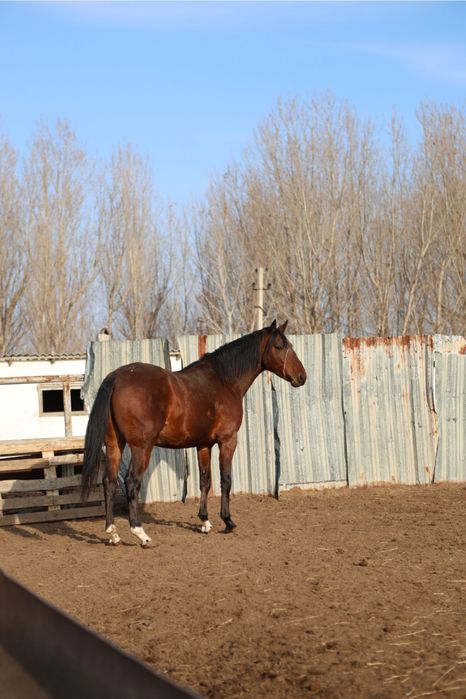 Айғыр сатылады Ағылшын & Кушум