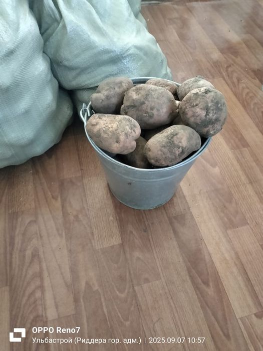 Продам картофель