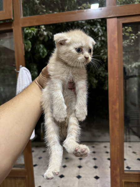 Britaniskiy scottish fold sotiladi