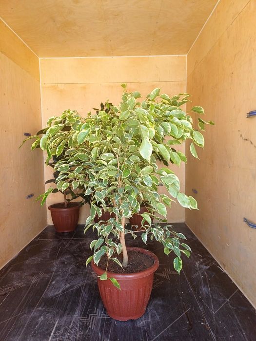 Oq va qora Benjamin, dekerativ gul