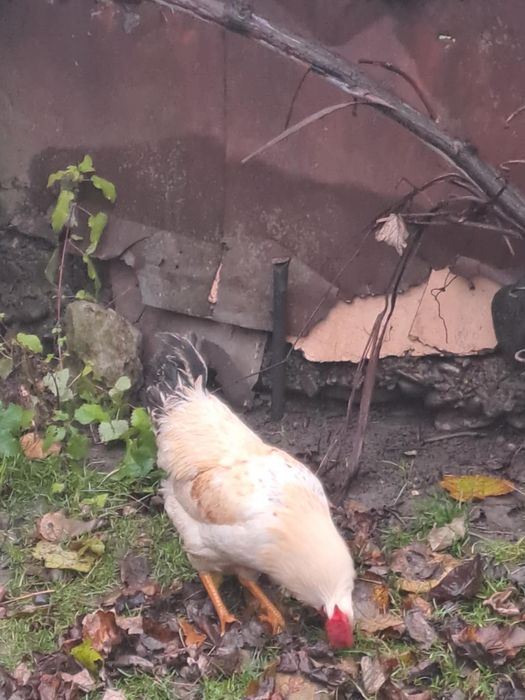 Vand gaini si un cocosi