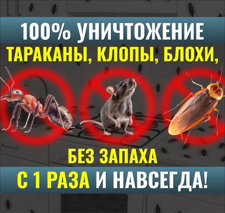 Дезинфекция, Дизинфекция, Шымкент без запаха, тараканы, клапы, муравей