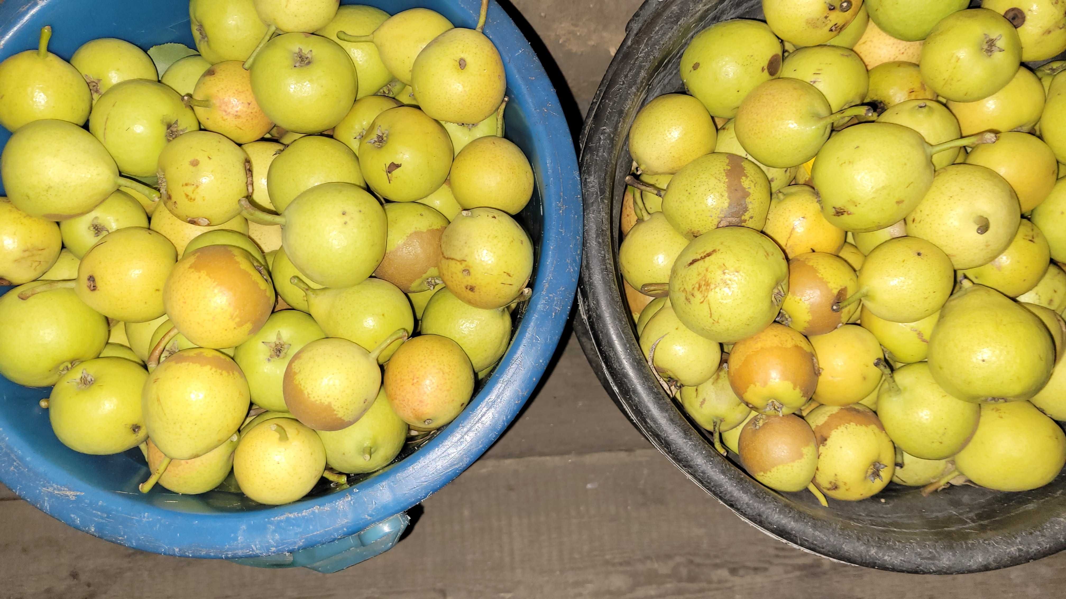 Продам грушу сочную и сладкую!