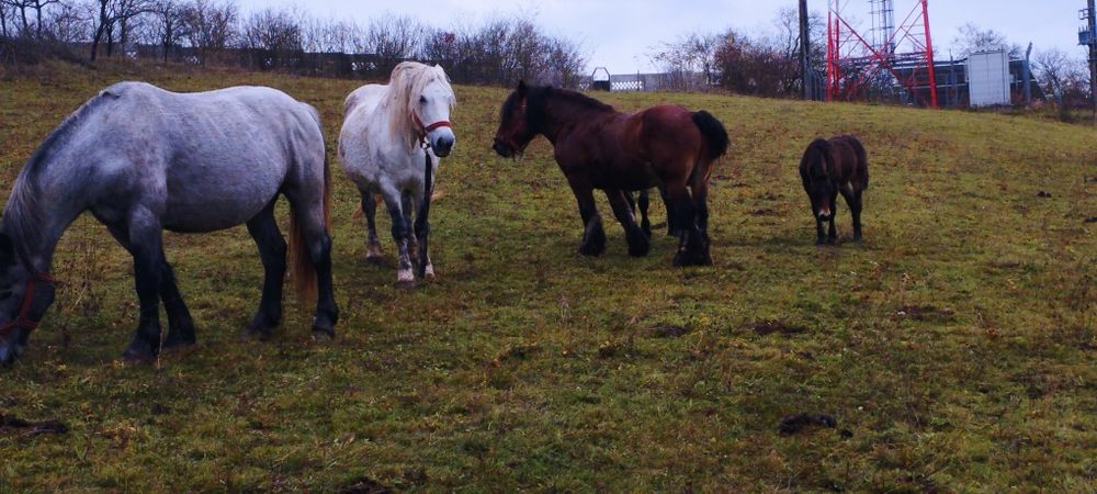 Vând mânji din cai grei
