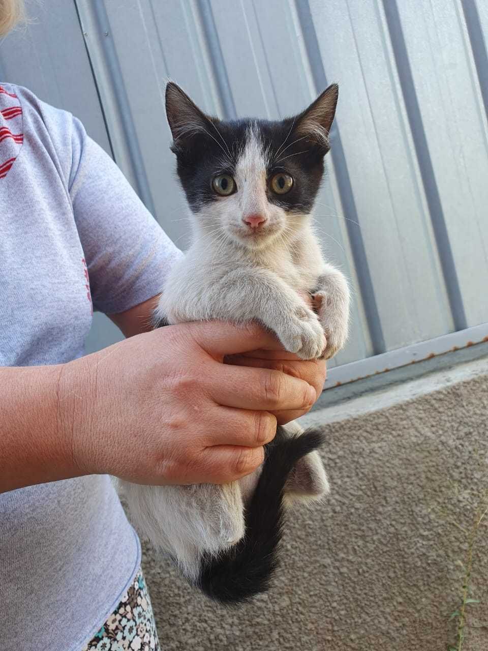 Котята бесплатно в добрые руки