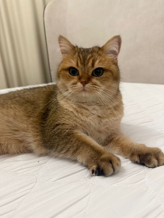 Отдам кошку в добрые руки