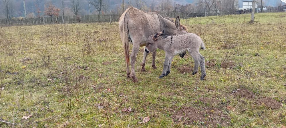Magarita cu pui mic mascul