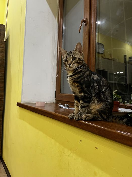 Кот,взрослый,бенгальской породы