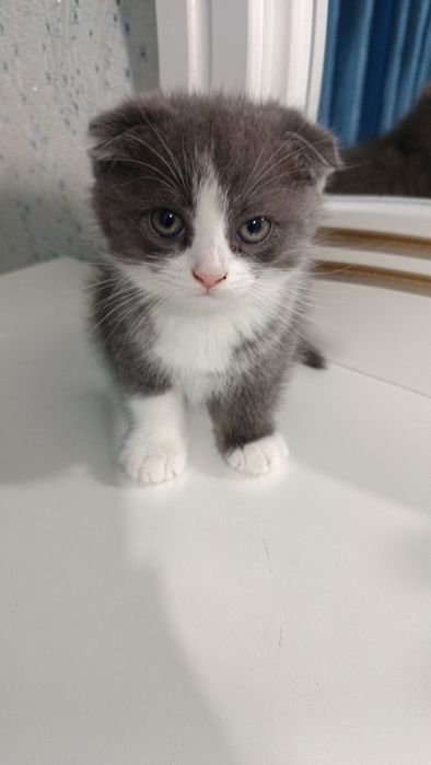 Продаётся котёнок скотиш фолд