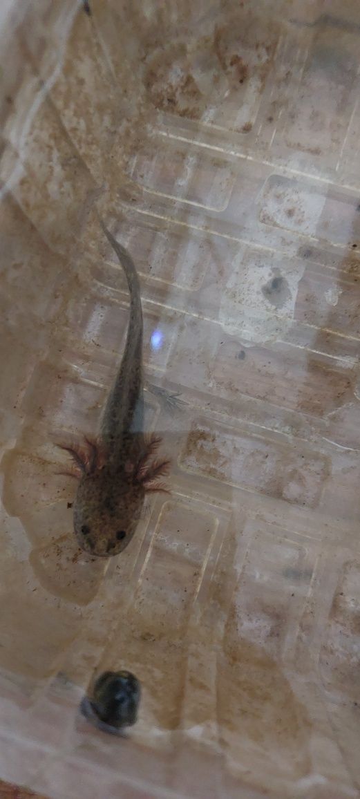 Axoloti juvenili roz sau negrii