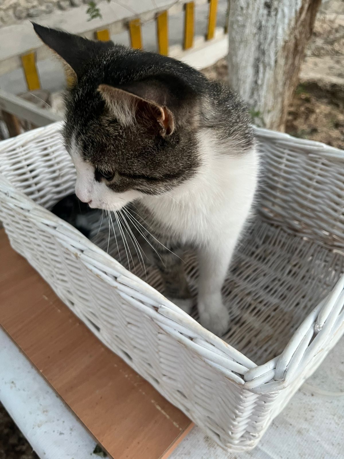 Пристраиваем котика. Бывшедомашний. Очень ласковый.