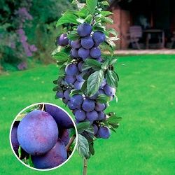 Pomi Fructiferi Columnari soiuri de  prun