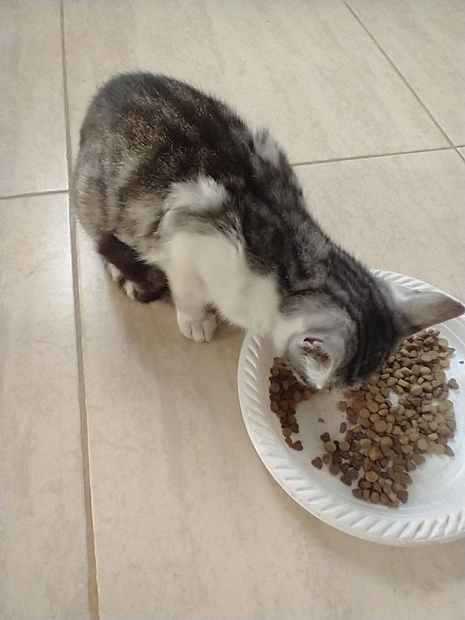 Ofer spre adopție 2 pisici băieței